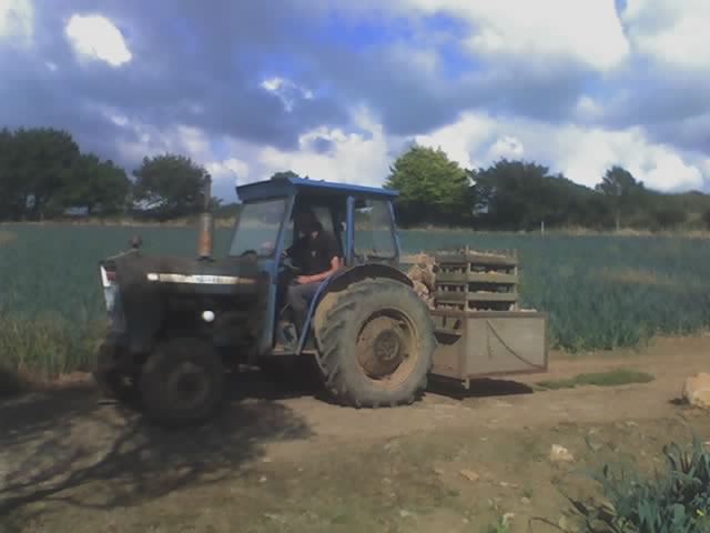 Ware Potatoes being brought in
