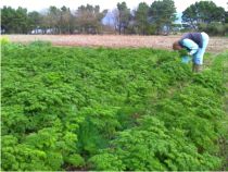 Parsley is available throughout the winter