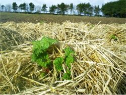 The first rhubarb of the Spring