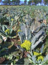 Romanesco are like spirally yellow cauliflowers